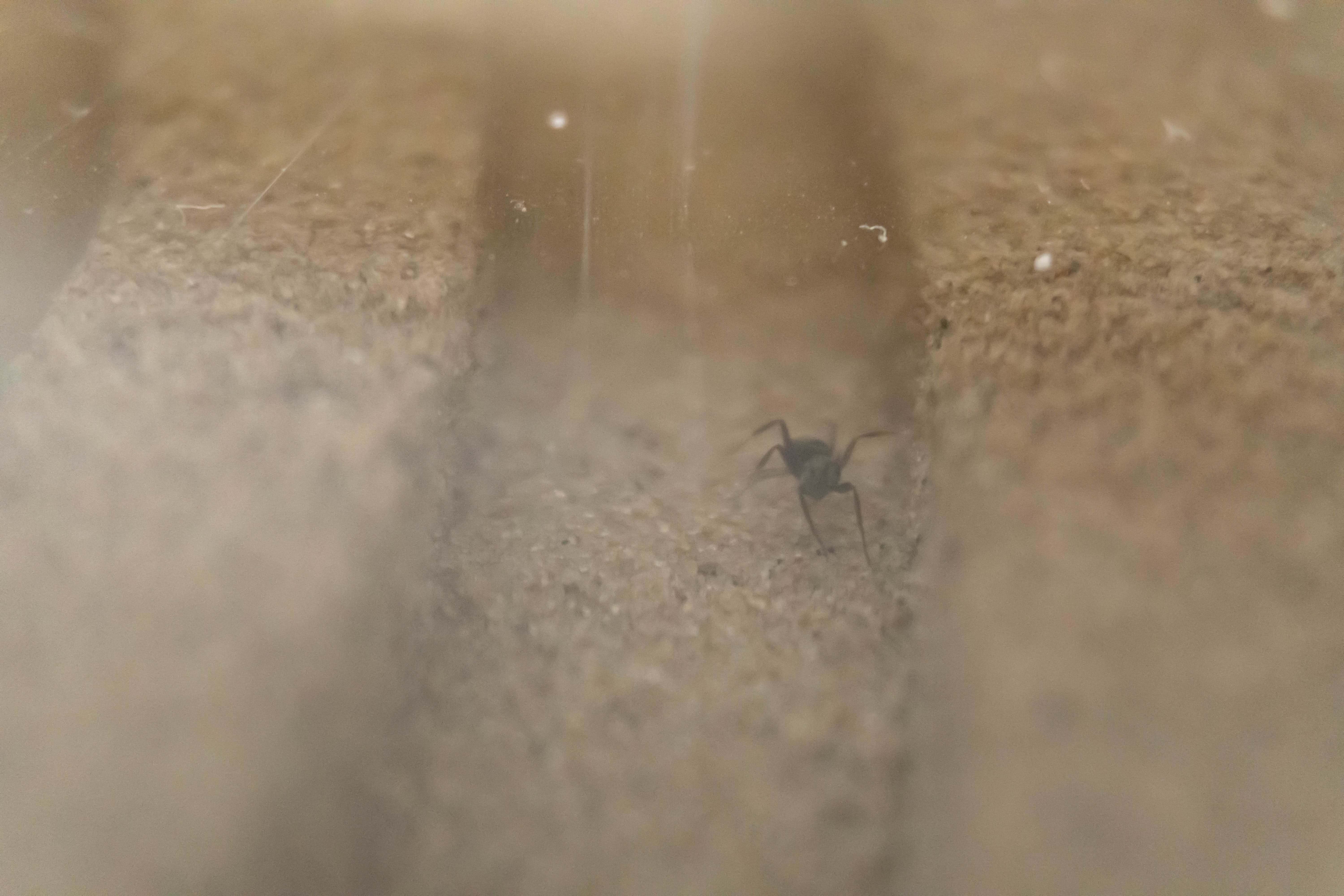 Close-up of a small black ant on a sandy surface, with light streaming in, creating a soft, hazy atmosphere. The mood is serene and detailed.