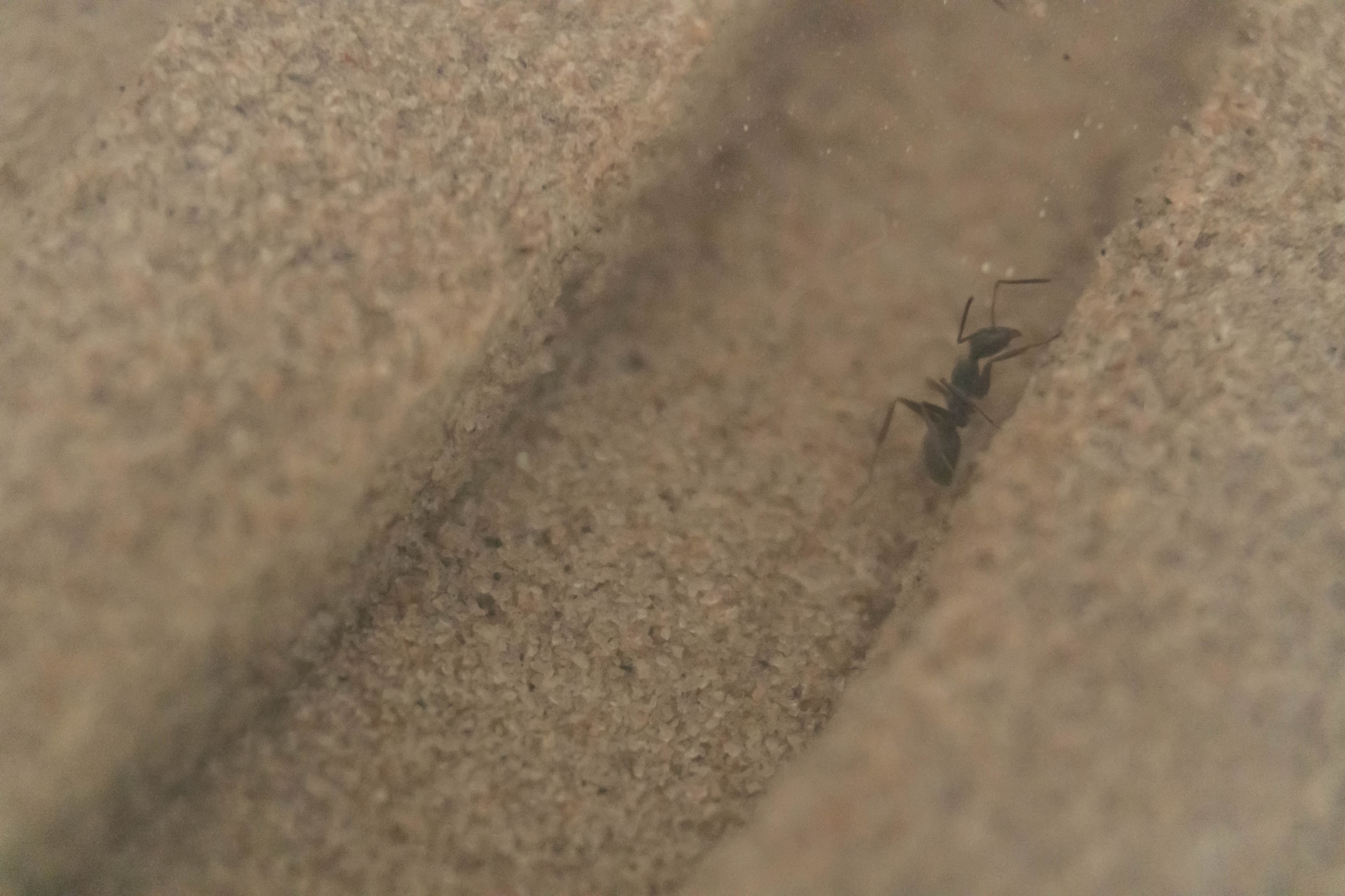Close-up of an ant climbing the side of a textured, sandy surface. The image focuses on the ant's dark body against the light, granular background.